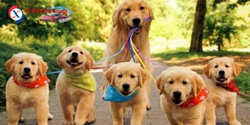 Nằm mơ thấy chó cắn thường cảnh báo bạn đang bị ai đó phản bội