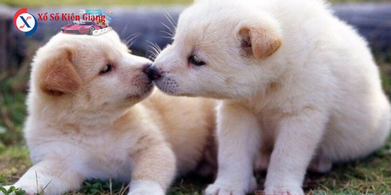 Người chơi lô đề thường dựa vào nằm mơ thấy chó để soi cầu bắt số
