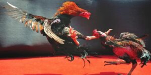 Trực Tiếp Đá Gà Bongvip